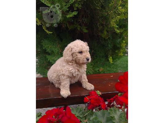 Labradoodle F1